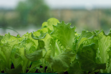 Salad leaves grow on the window