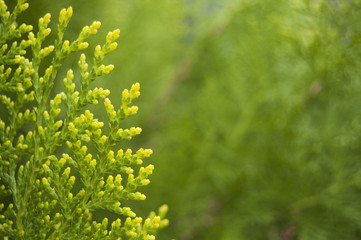 
Thuja, cedar branch and leaves, green fresh background 