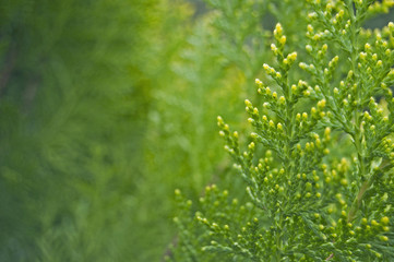 
Thuja, cedar branch and leaves, green fresh background 