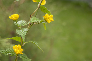 Landscape design, plants and trees. Yellow flower bloom. Spring.