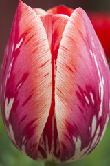 Tulip on green fresh background. Spring blossom. Red and white flower color mix. Nature . 
