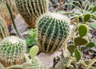 cactus plant detail