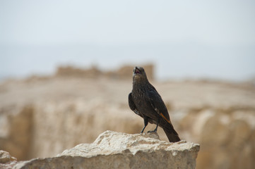 bird © Maciej
