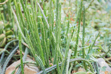 cactus plant detail