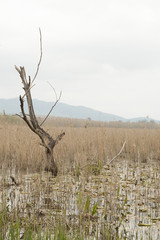 Reflections on the autumnal tranquil lake 