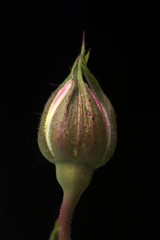 Single white pink,  almost opening,  beautiful rosebud isolated against black background