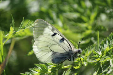 butterfly