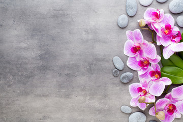 Beauty orchid on a gray background. Spa scene.
