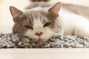 Cat lies relaxed on a carpet and looks towards camera