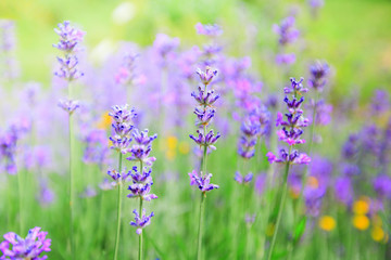 Obraz premium Lavender flowers summer season