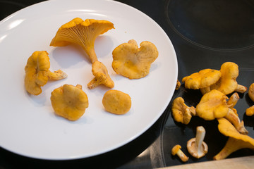 fresh mushroom directly from the summer forest