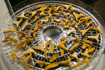 fresh mushroom directly from the summer forest