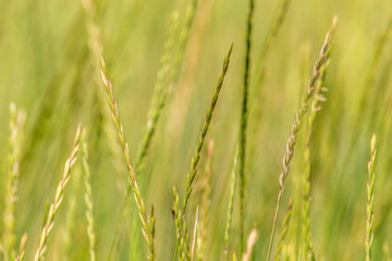  background green spikelets of wild nature grass