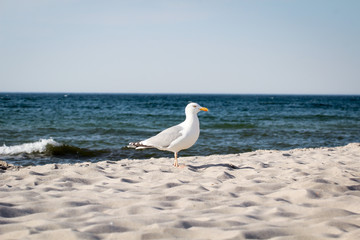 Ostsee mit Möwen 