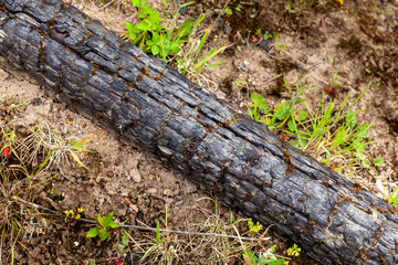 Burnt wood in the landscape, close up.