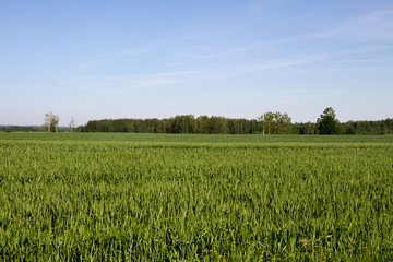 View to the field.
