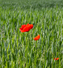 Red poppies on green cereal field.