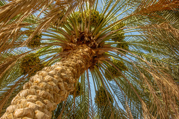 A date palm with almost ripe fruits in Oman