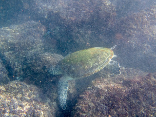 A Green Turtle swimming among other fishes in the sea near the Muscat coast in Oman - 3
