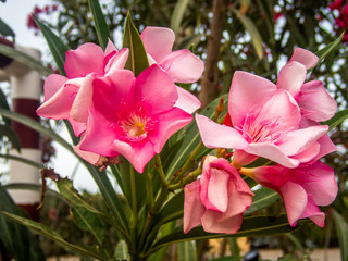 Beautiful macro of oleander flowers in spring - 1