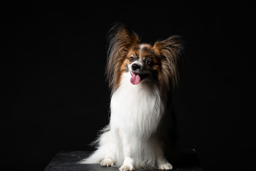 Portrait of a papillon on a black background