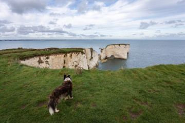  Old Harry Rocks near Swanage, Jurassic Coast in Dorset south of England, UK