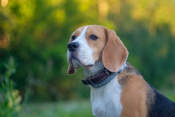 Dog portrait Beagle in the green grass on the background of the forest in the evening at sunset