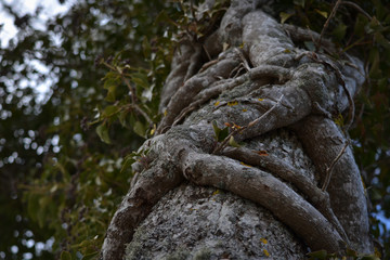 Hugging tree