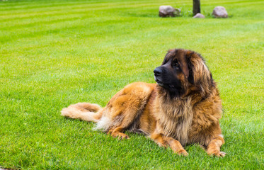 leonberger dog lying in garden in the green grass. close up