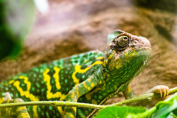chameleon 