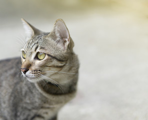 Tabby cat is looking at something curiously in the left of picture in sunny day