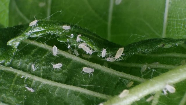 a colony of aphids on a green leaf in accelerated shooting, under a microscope