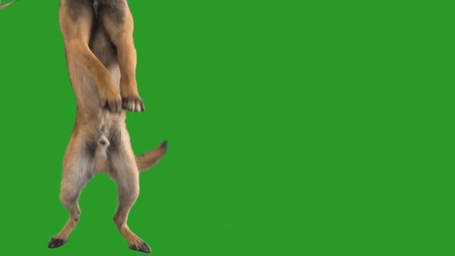malinois attacks on a green screen