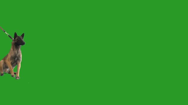 malinois attacks on a green screen, slow motion