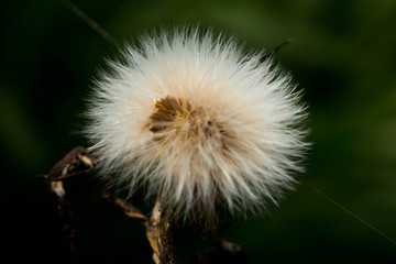 Wild dandelion on a green backgound