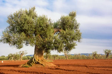 Cercles muraux Olivier Olive tree in the Salento countryside of Puglia