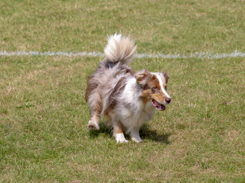 Kleine border collie rent over het grasveld