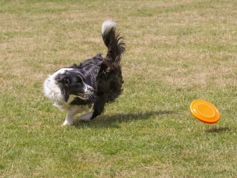 Terug voor de frisbee.
