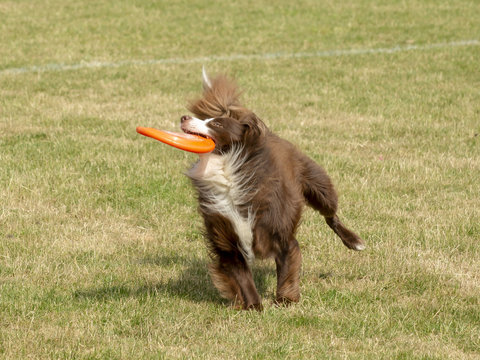 Bruin-witte collie heeft de oranje frisbee gevangen.