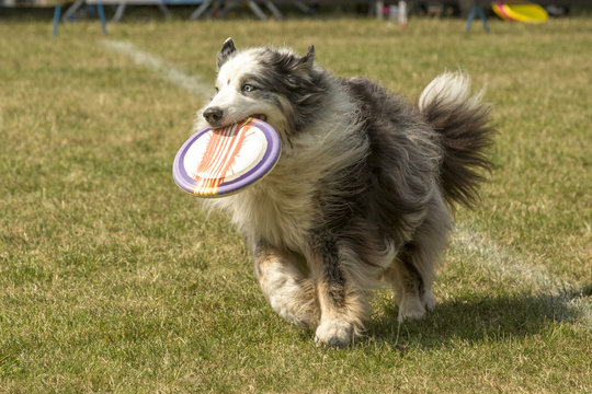 Border collie draagt frisbee.