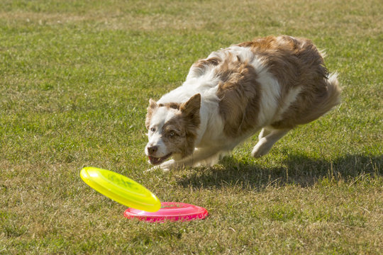 Keuze uit twee frisbees