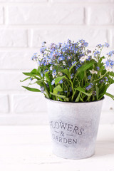 Fresh blue forget-me-nots or myosotis flowers