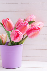 Fresh pink tulip flowers  in violet bucket on  white wooden  background.