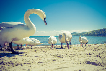 Swans walking on beach