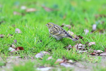 European Serin (Serinus serinus) in Turkey