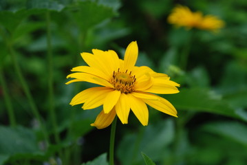 Yellow flower