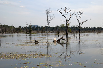 Angkor Cambodia, view of moat with dead trees  around Preah Neak Poan temple