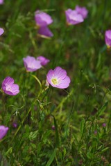 Fototapeta premium Oenothera speciosa (Momoiro hiruzaki tsukimisou) 