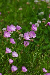 Oenothera speciosa (Momoiro hiruzaki tsukimisou)
