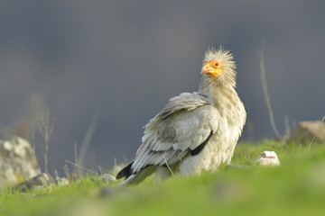 Egyptian Vulture on the ground